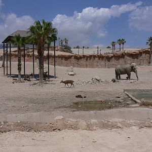 Elephant Exhibit at Terra Natura, 03/08/14