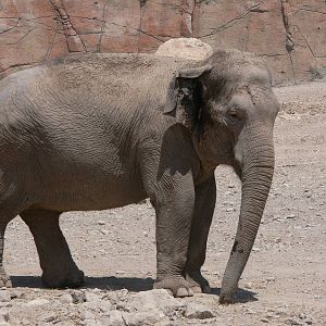 Indian Elephant at Terra Natura, 03/08/14
