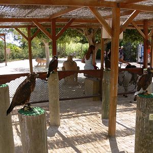 Birds of Prey at Terra Natura, 03/08/14