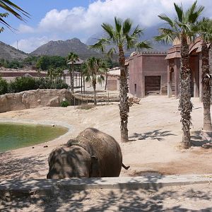 Elephant Exhibit at Terra Natura, 03/08/14