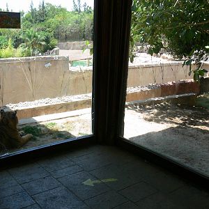 Tiger Viewing at Terra Natura, 03/08/14