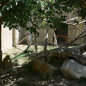 Gibbon Exhibit at Terra Natura, 03/08/14