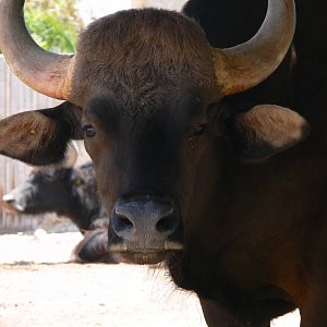 Indian Gaur at Terra Natura, 03/08/14