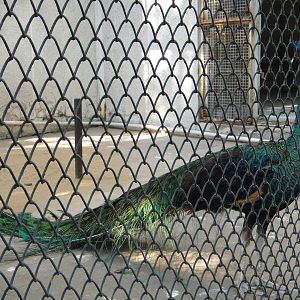 Green Peafowl