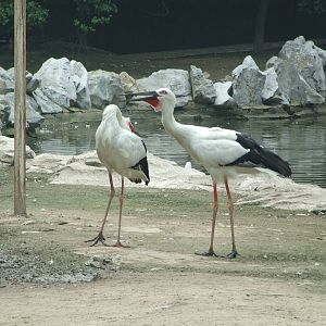 Oriental White Stork