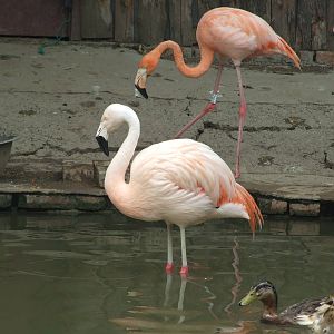 Chilean Flamingo