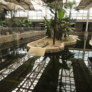 Crocodile exhibit