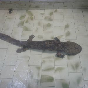 Giant salamander