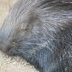 Indian Crested Porcupine at Terra Natura, 03/08/14