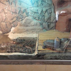 Chinese Striped-neck Turtle and Alligator Snapping Turtle