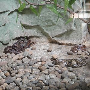 Rhabdophis tigrinus (tiger keelback)