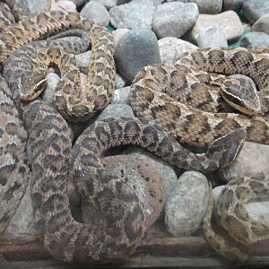 Gloydius intermedius (Mongolian pit viper)