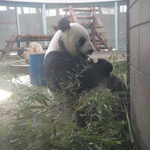 Giant panda