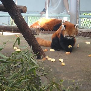 Red panda