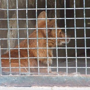 Dhole