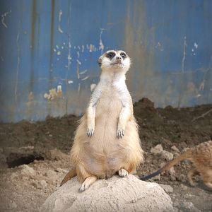 Pregnant Meerkat?