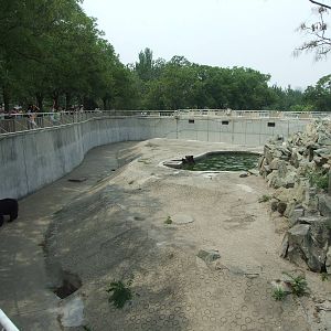 Bear exhibit