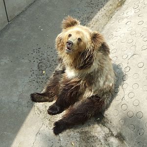 Tibetan blue bear