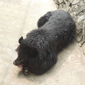 Asiatic black bear