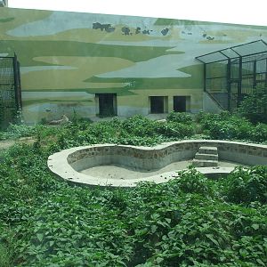 Tiger or lion exhibit