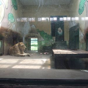 Tiger or lion enclosure