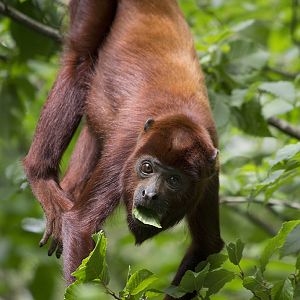 Red howler in the trees, 8/12/14