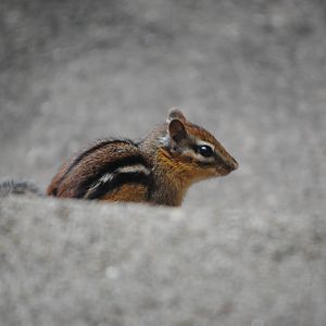Eastern Chipmunk