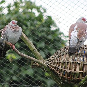Speckled pigeons