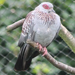 Speckled pigeon