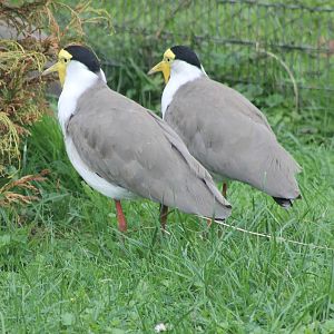 Masked plovers ( or also Masked lapwings )