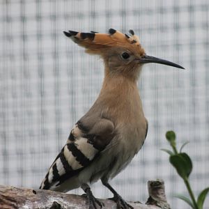 Hoopoe