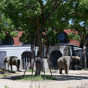 Asian elephant exhibit
