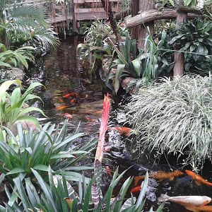Koi pond