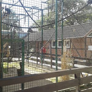 Gibbon enclosure