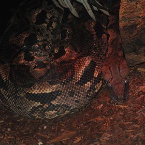 Madagascar Ground Boa
