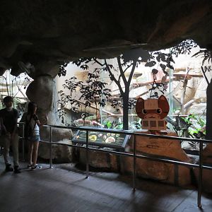 leopard Cat exhibition