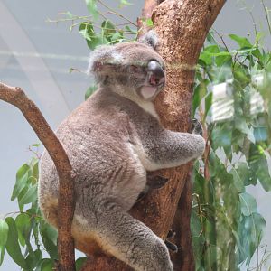 Patrick--The oldest Koala outside from Australia(17