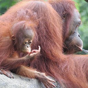 Baby Bornean Orangutan-Niu Fang and her mom-Xiang Niu