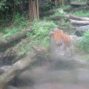 Bengal tiger enclosure