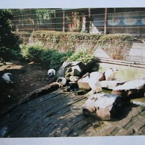 Sacred Ibis Snowdon Aviary October 1999.