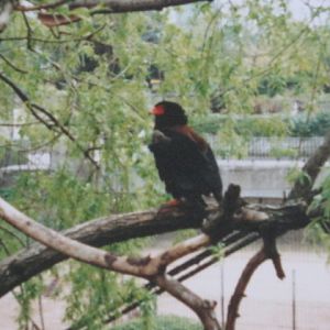 Close up view Bateleur in Snowdon 1995.