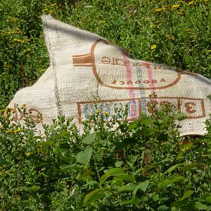 Male Bornean Orangutan, Demo. 13 August 2014