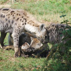 Spotted hyena scrummage