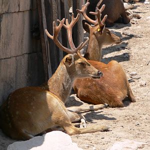Indian Swamp Deer at Terra Natura, 03/08/14