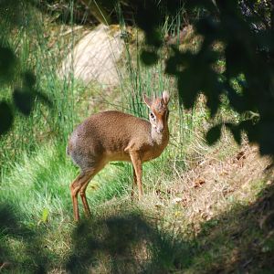 Dik-dik among the trees