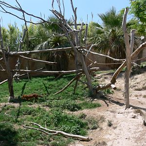 Dhole/Siamang Exhibit at Terra Natura, 03/08/14