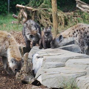 Spotted hyena family