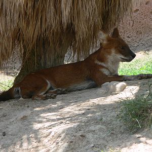 Chinese Dhole at Terra Natura, 03/08/14