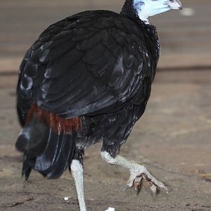 Misool Wattled Brush-turkey (Aepypodius arfakianus misoliensis) July 2010