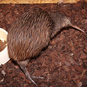 North Island Kiwi (Apteryx mantelli) July 2010